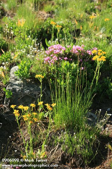 Western Groundsel, Green-leaf Fescue in subalpine meadow w/ Pink Mountain-heather soft bkgnd