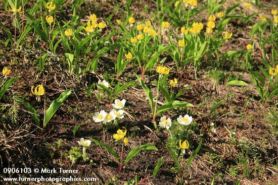 Western Pasqueflowers w/ Glacier Lilies