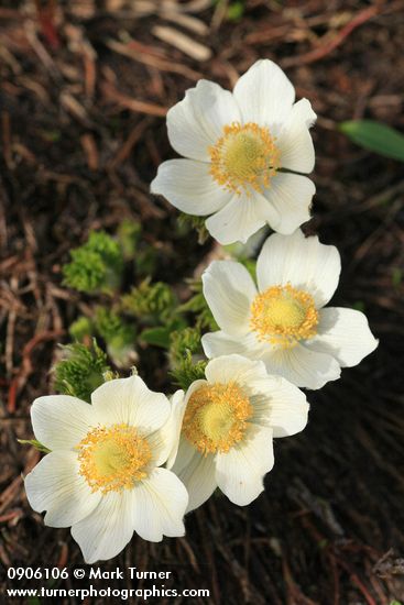Western Pasqueflower blossoms