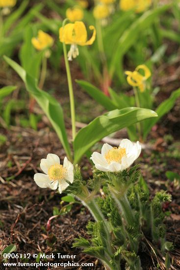 Western Pasqueflowers w/ Glacier Lilies soft bkgnd