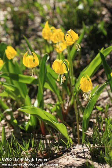 Glacier Lilies