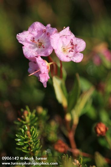 Alpine Laurel