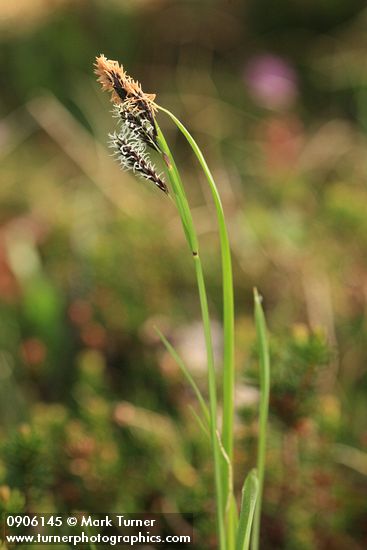Showy Sedge