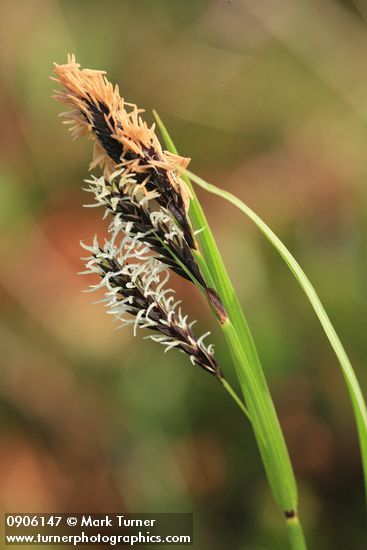 Showy Sedge male (top) & female inflorescences detail
