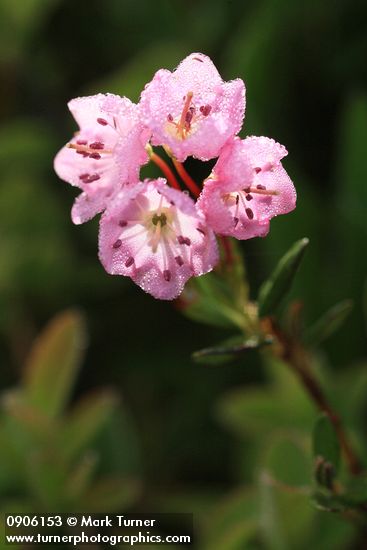 Alpine Laurel blossoms, backlit