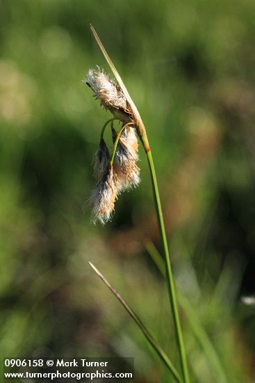 Narrow-leaved Cottongrass