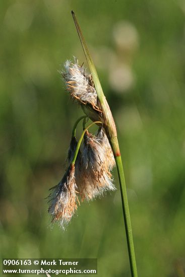 Narrow-leaved Cottongrass inflorescence detail