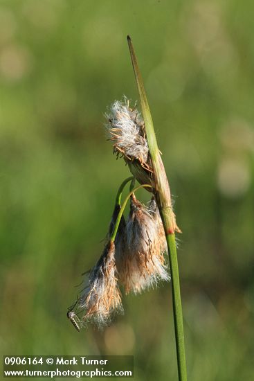 Narrow-leaved Cottongrass inflorescence detail w/ mosquito