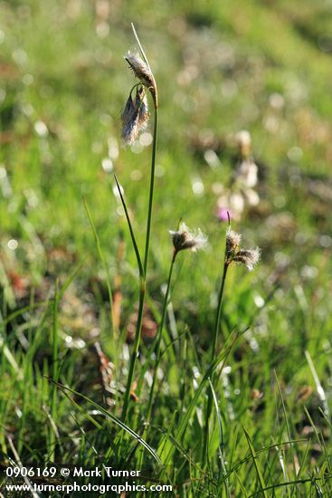 Narrow-leaved Cottongrass
