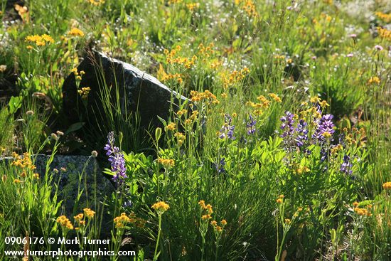 Western Groundsel & Broad-leaf Lupines in subalpine meadow