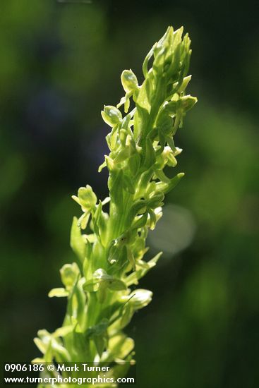 Northern Green Bog Orchid blossoms