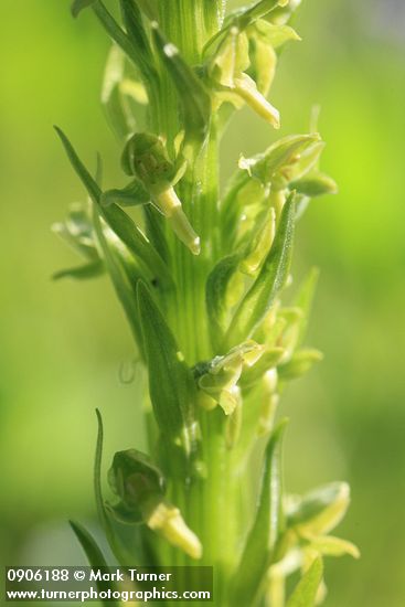Northern Green Bog Orchid blossoms detail