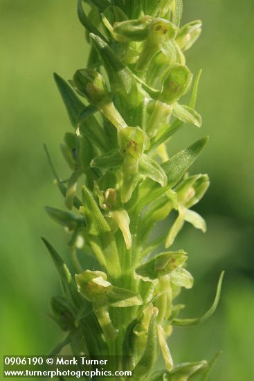 Northern Green Bog Orchid blossoms detail