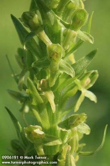 Northern Green Bog Orchid blossoms detail