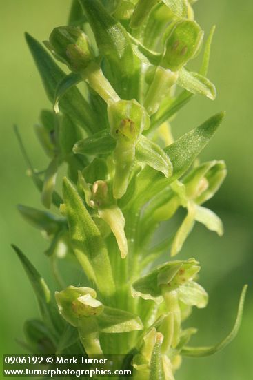 Northern Green Bog Orchid blossoms detail