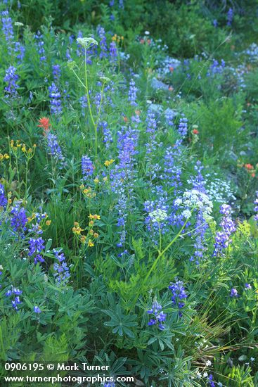 Lupines, Western Groundsel, Gray's Lovage in subalpine meadow