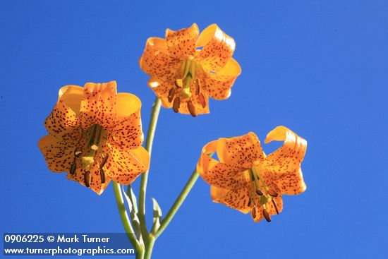 Columbia Lily blossoms against blue sky