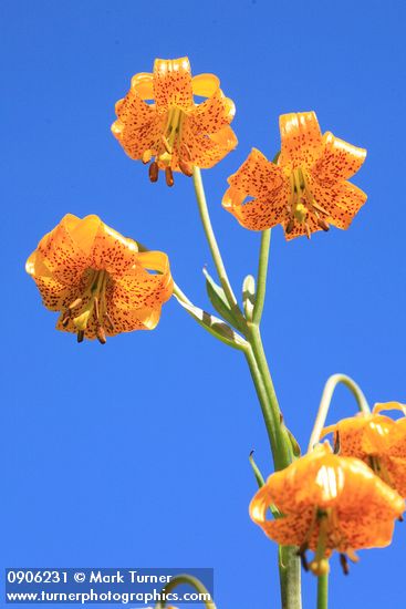 Columbia Lily blossoms against blue sky