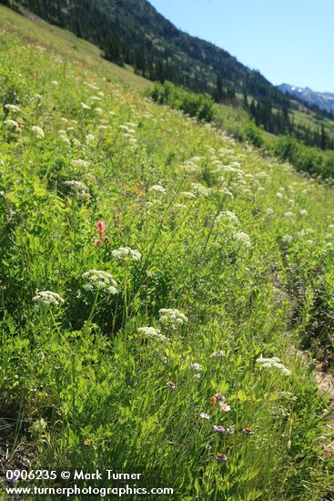 Gray's Lovage in subalpine meadow