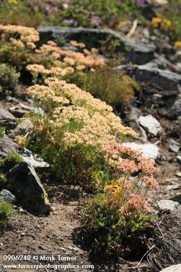 Sulphur-flower Buckwheat