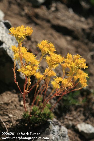 Lanceleaf Stonecrop