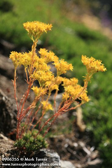 Lanceleaf Stonecrop