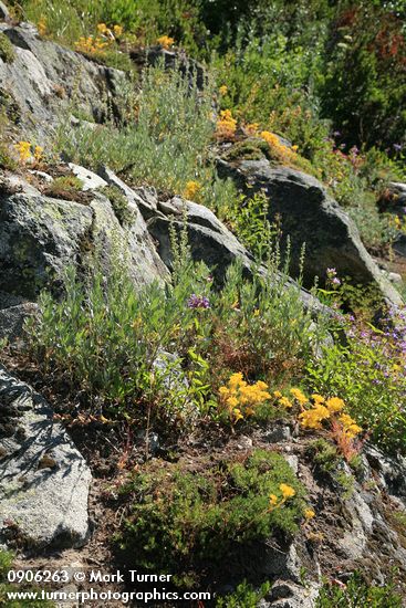 Lanceleaf Stonecrop, Gray Sagewort in natural rock garden