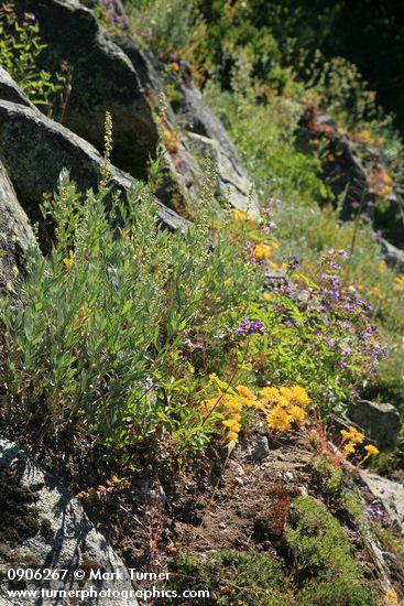 Lanceleaf Stonecrop, Gray Sagewort, Cascades Penstemon in natural rock garden