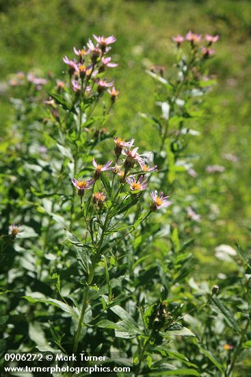 Engelmann's Aster