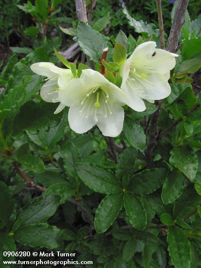 White Rhododendron blossoms & foliage detail