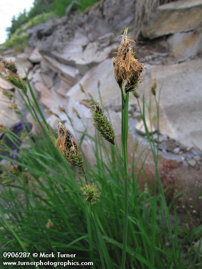 Showy Sedge