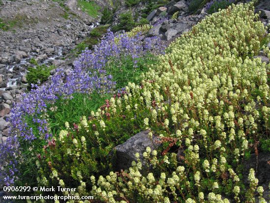 Partridgefoot & Broadleaf Lupines on talus slope