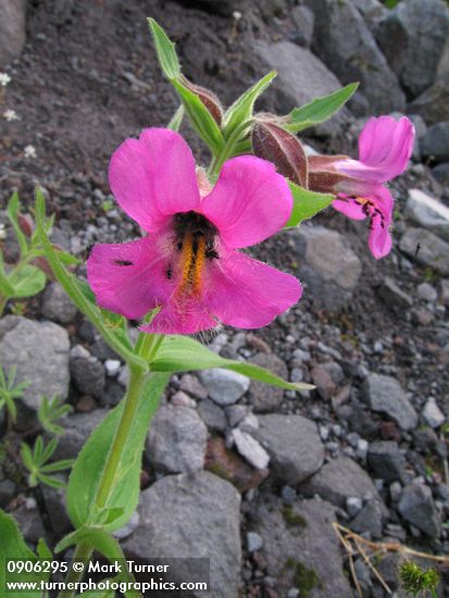 Lewis's Monkeyflower blossom detail