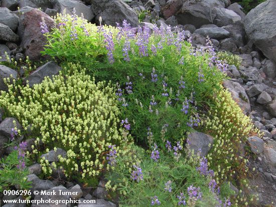 Partridgefoot & Broadleaf Lupines on talus slope