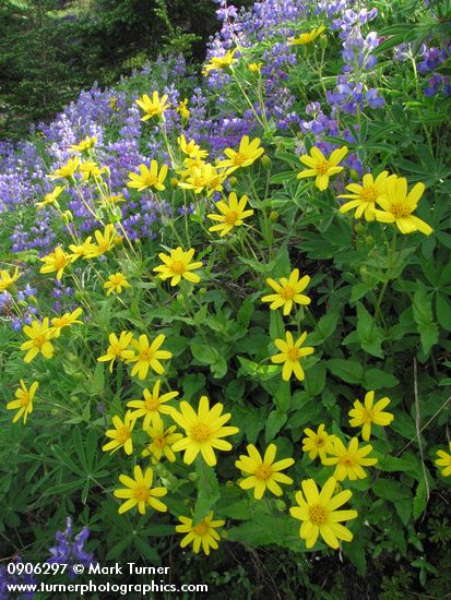 Mountain Arnica & Broadleaf Lupines
