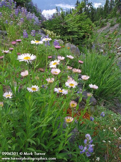 Subalpine Daisies & Broadleaf Lupines