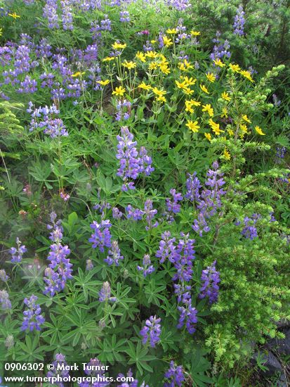 Broadleaf Lupines & Mountain Arnica w/ Mountain Hemlock seedling