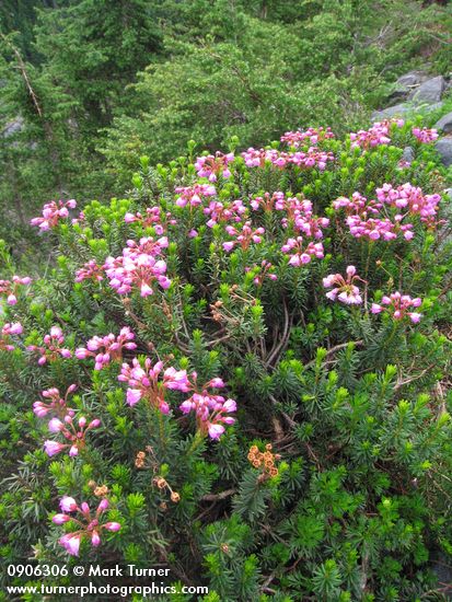 Pink Mountain-heather w/ young Mountain Hemlocks