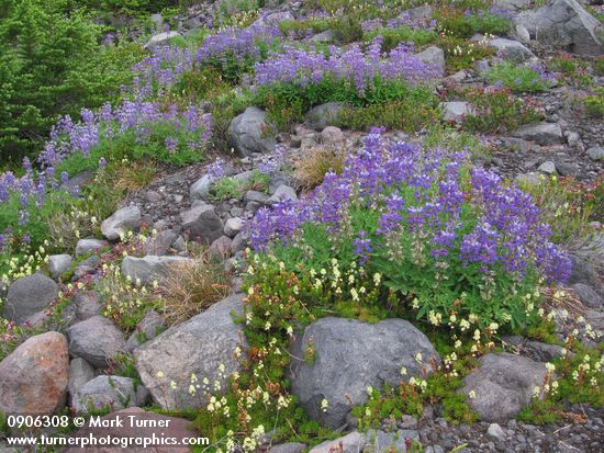 Partridgefoot & Broadleaf Lupines on glacial moraine