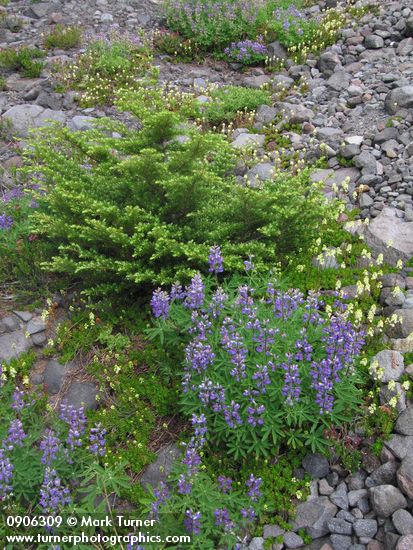Broadleaf Lupines, Partridgefoot, Mountain Hemlock on glacial moraine