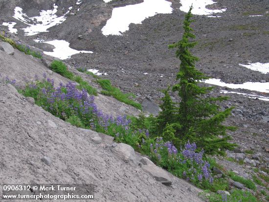 Broadleaf Lupines, Mountain Hemlock on glacial moraine