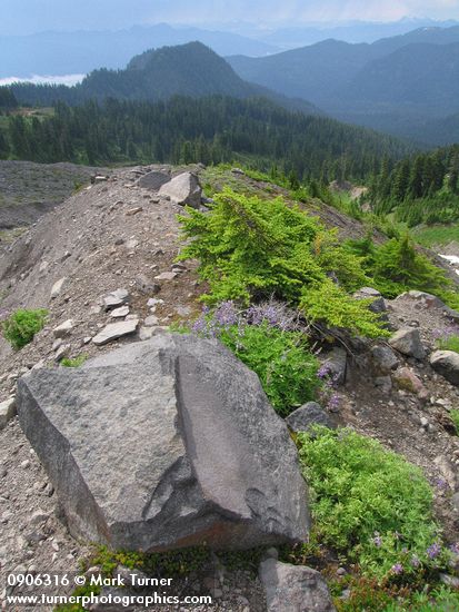 Young Mountain Hemlock on glacial moraine