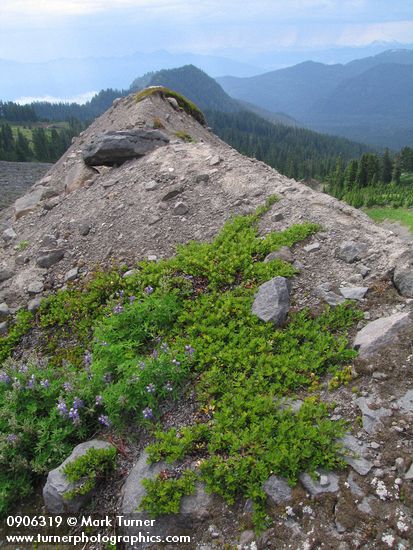 Kinnickinnick & Broadleaf Lupines on glacial moraine