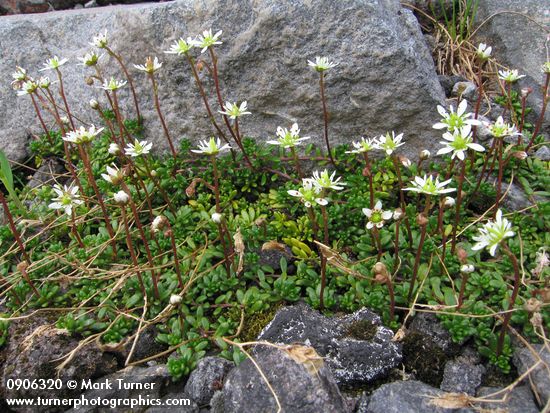Tolmie's Saxifrage