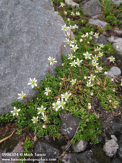 Tolmie's Saxifrage