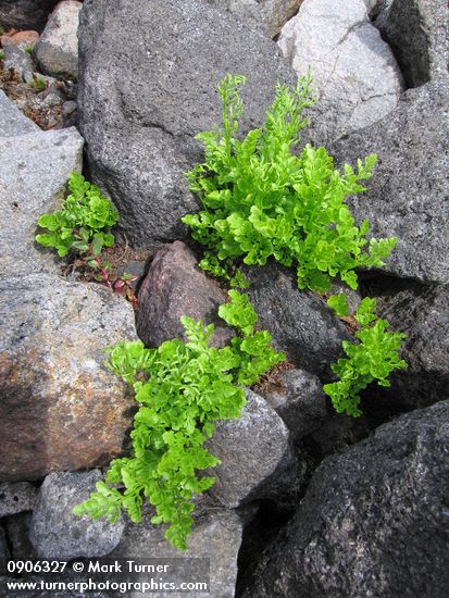 Cascade Parsley Fern