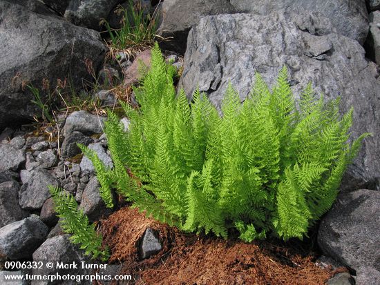 Alpine Ladyfern