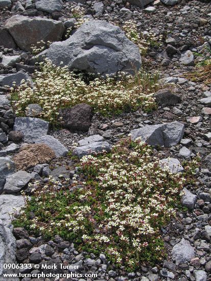 Tolmie's Saxifrage