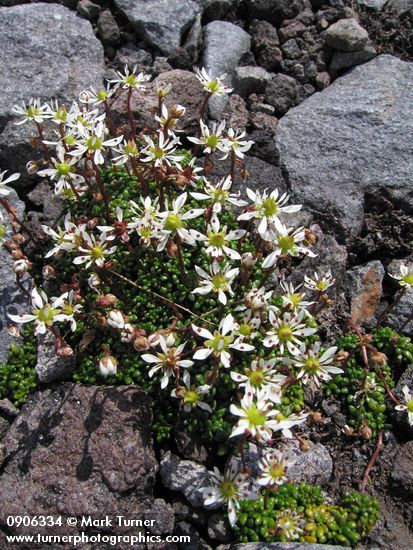 Tolmie's Saxifrage