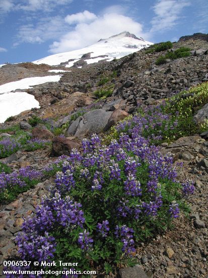 Broadleaf Lupines on glacial moraine w/ Mt. Baker summit bkgnd